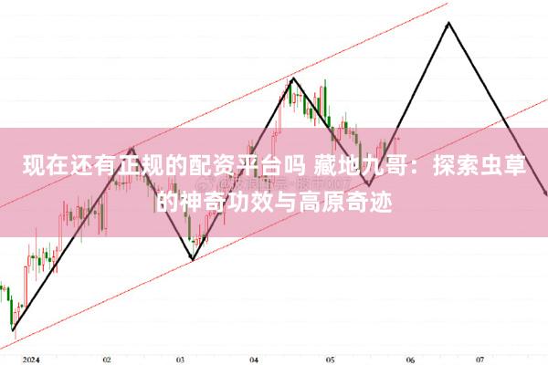 现在还有正规的配资平台吗 藏地九哥：探索虫草的神奇功效与高原奇迹